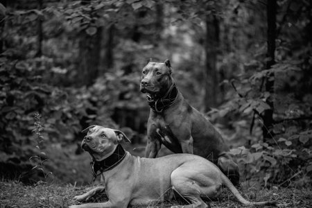 Dog on a walk in the field. Black and white photo.の写真素材