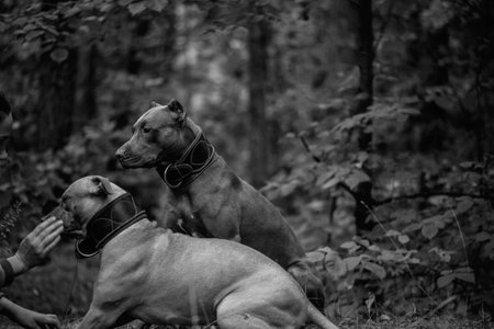Pit Bull Terrier on a walk in the field. Black and white photo.の写真素材