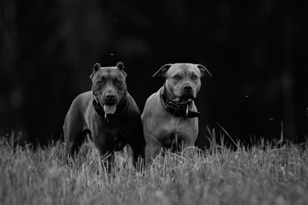 Pit Bull Terriers playing on the field.の写真素材