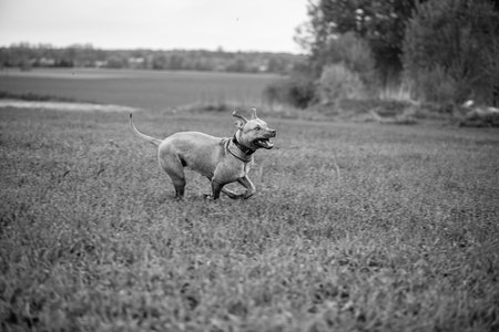 A dog runs across an autumn field.の写真素材