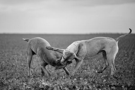 American Pit Bull Terrier playing on the field.の写真素材