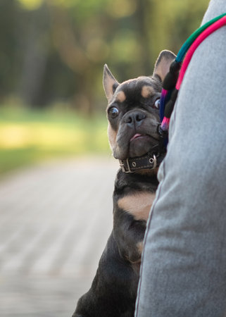 Beautiful dog with an expressive faceの写真素材