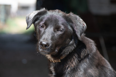 Beautiful black dog with gentle expression