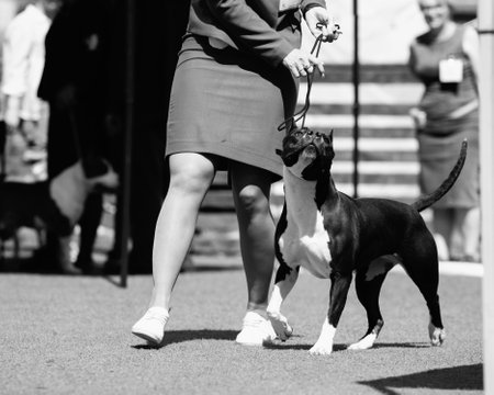 Beautiful dog outdoors.の写真素材