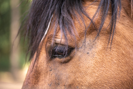 Beautiful horses on a horse farm in summer.の写真素材