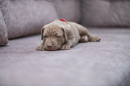 Portrait of a wrinkly puppy lying on a grey couch.の写真素材