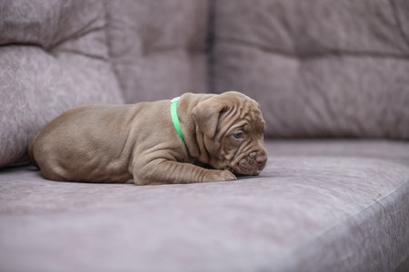 Portrait of a wrinkly puppy with a green collar resting on a gray couch.の写真素材