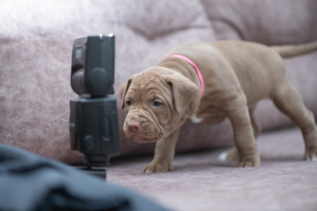 Portrait of a puppy looking curiously at a camera flashの写真素材