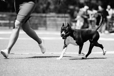 Beautiful dog outdoors in summer.の写真素材