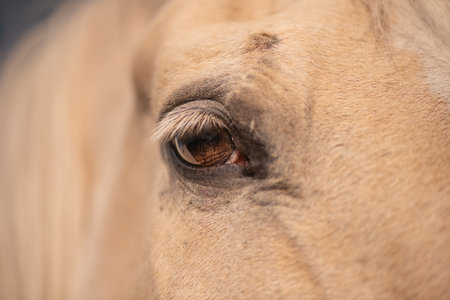 Close-up view of a horse's eye and facial features.の写真素材