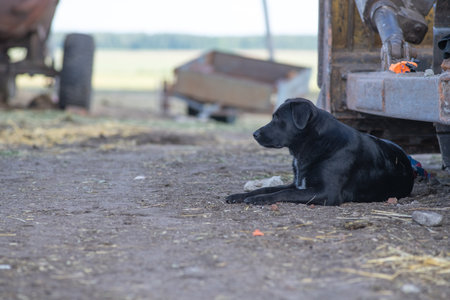 Beautiful black dog resting outdoors