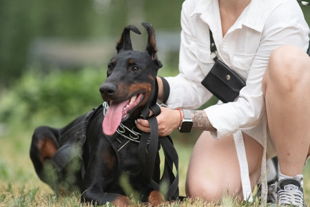 Beautiful dog outdoors in summer.