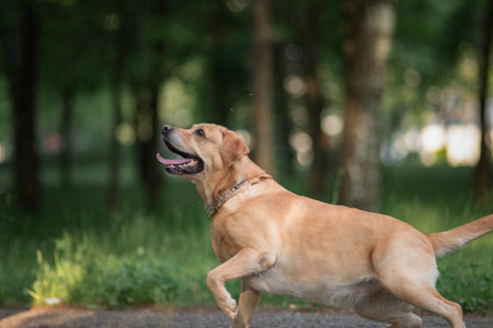Beautiful dog enjoying outdoor activity.の写真素材