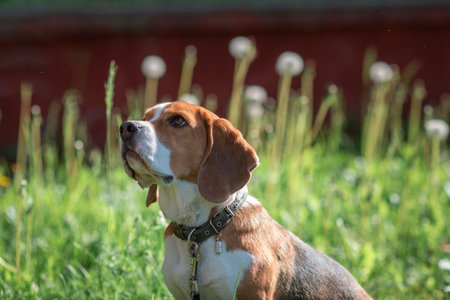 Beautiful funny smart dogの写真素材