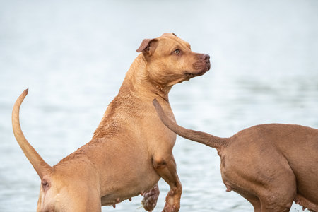 Beautiful dog outdoors in summer.