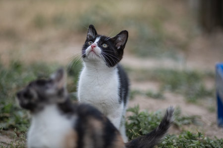 Portrait of a beautiful fluffy young catの写真素材