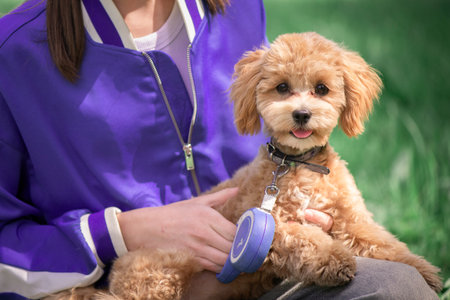 Beautiful funny smart dogの写真素材