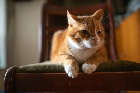 Portrait of a young handsome mongrel cat.