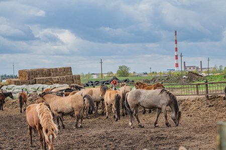 Beautiful horses on a summer pasture.の写真素材