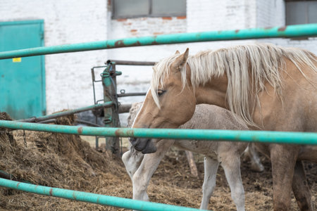 Beautiful horses on a summer pasture.の写真素材