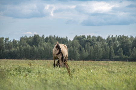 Beautiful thoroughbred horses on a summer pasture.の写真素材