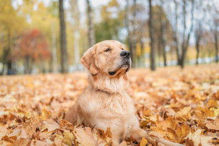 Portrait of a cute, beautiful, good-natured purebred dog.