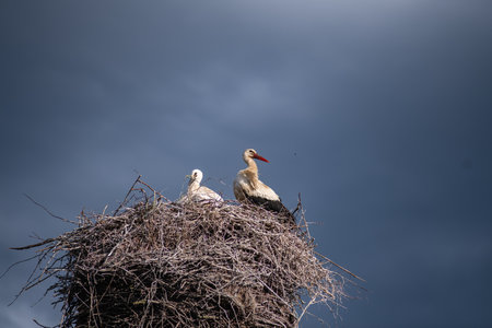 Wild storks in a nest made of branches against a cloudy sky.の写真素材