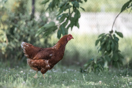 Beautiful purebred chicken in a summer garden.の写真素材