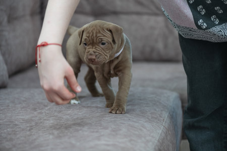 Portrait of a cute, beautiful, good-natured purebred dog.の写真素材