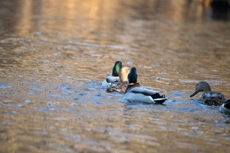 A beautiful wild duck swims along a fast spring river.の写真素材