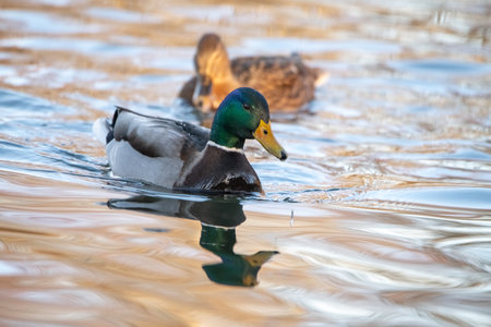 A beautiful wild duck swims along a fast spring river.の写真素材