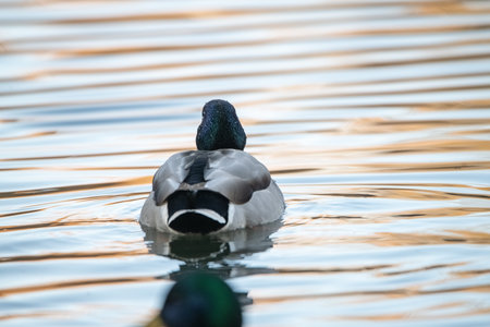 A beautiful wild duck swims along a fast spring river.の写真素材