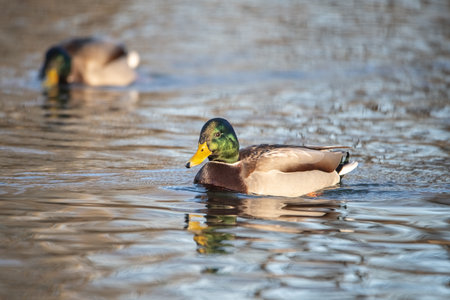A beautiful wild duck swims along a fast spring river.の写真素材