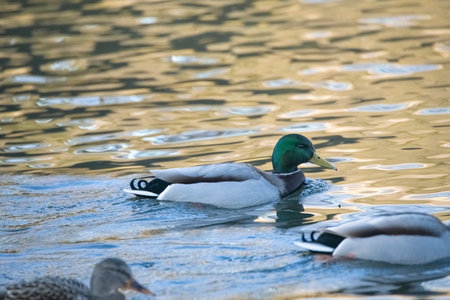 A beautiful wild duck swims along a fast spring river.の写真素材