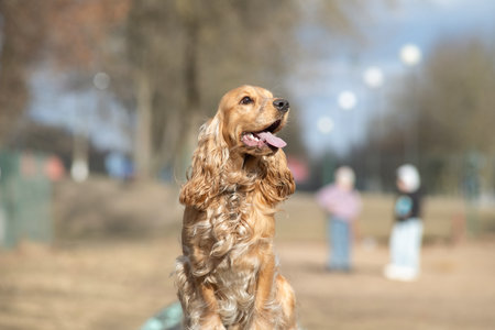 Portrait of a beautiful purebred cocker spaniel.の写真素材