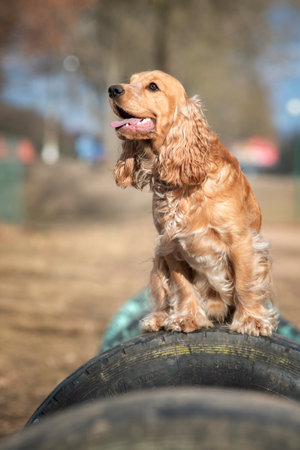 Portrait of a beautiful purebred cocker spaniel.の写真素材