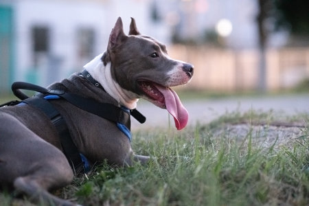 A beautiful purebred dog is relaxing in a summer park.の写真素材