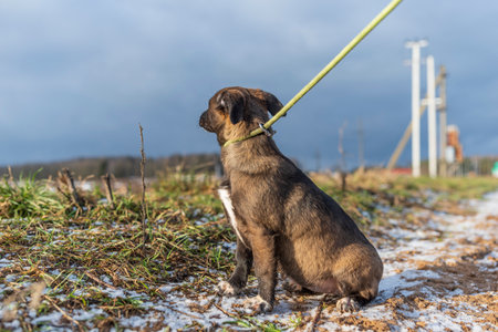 A cheerful young dog in beautiful nature.の写真素材
