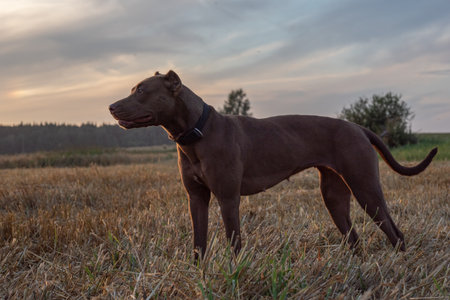 A cheerful young dog in beautiful nature.の写真素材