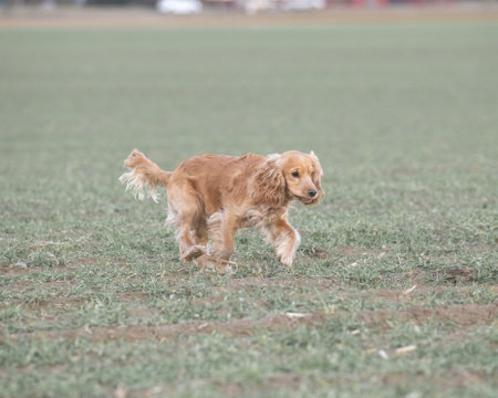 Portrait of a beautiful purebred cocker spaniel.の写真素材