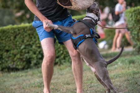 A beautiful purebred dog is training in a summer park.