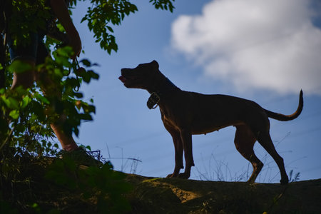 A cheerful young dog in beautiful nature.の写真素材