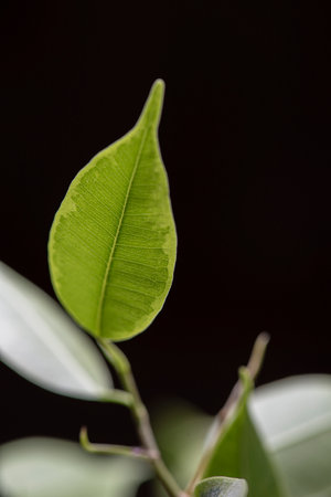 A close-up view of a vibrant green leaf.の写真素材