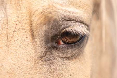 Beautiful thoroughbred horse on a ranch in summer.の写真素材