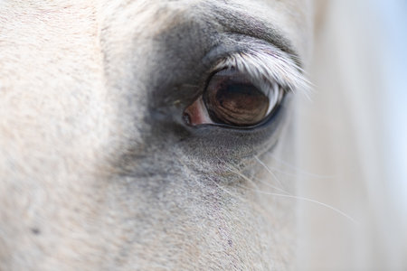 A close-up of the eyes of a thoroughbred horse.の写真素材