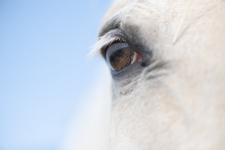 A close-up of the eyes of a horse.の写真素材
