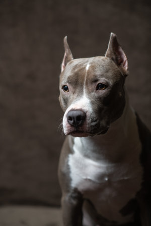 Portrait of a beautiful purebred Staffordshire Terrier in a studio on a dark background.の写真素材