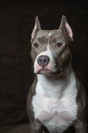 Portrait of a beautiful purebred Terrier in a studio on a dark background.の写真素材