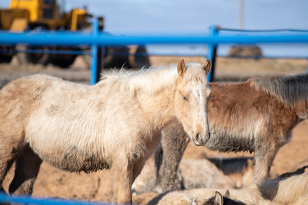 Beautiful horse on a ranch in summer.の写真素材
