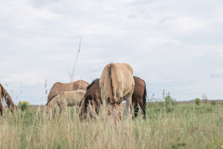 Beautiful horses on a ranch in summer.の写真素材